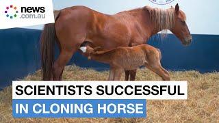 Peruvian scientists successfully clone native horse