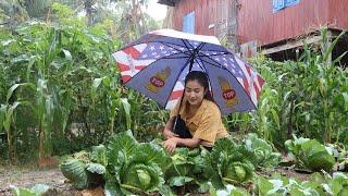 Heavy rain in my village, I harvest cabbage to make hot soup / Cooking with Sreypov