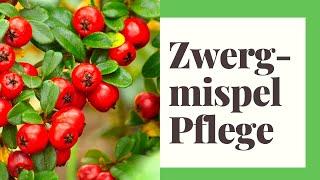 Zwergmispel Pflegen - So geht's richtig