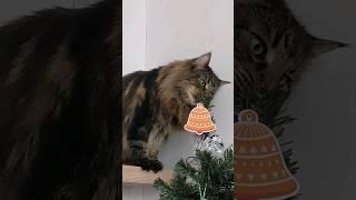 Norwegian forest cat helping with the Christmas decorations | Roy