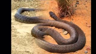 Самая ядовитая змея мира Внутриматериковый Тайпан А1 / The most venomous snake  A1