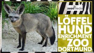 Dortmund Zoo: Enrichment for BAT-EARED FOXES | zoos.media