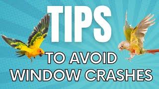 How to Avoid Window Crashing with Your Parrot (Or Wild Birds)