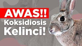 AWAS BAHAYA KOKSIDIOSIS PADA KELINCI