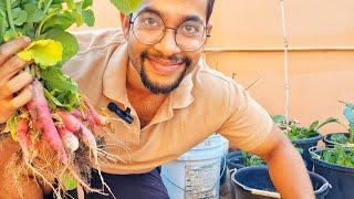 French and Italian Radish Harvest! | Gardening in Trinidad and Tobago