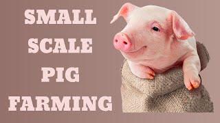 Small Scale Pig Farming In South Africa