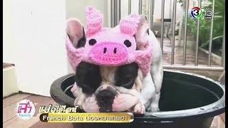 แจ๋ว | French Buta น้องหมาสายฮา | 18-01-61 | Ch3Thailand