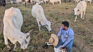 ENFRENTANDO TODAS AS VACAS BRAVA DA FAZENDA