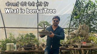 What is bonsai plant and how to make a bonsai tree