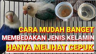 Cara mudah dan simpel membedakan jenis kelamin Lovebird hanya melihat dari cepuknya