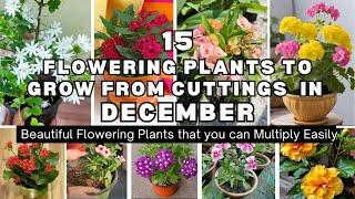 Top 15 Flowering Plants to Grow from Cuttings in December/Permanent Flower Plant grow from cuttings