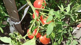 Potash feeding of tomatoes. Diy potassium fertilizers