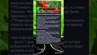 выращиваем помидоры правильной рекомендации огородника.