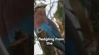 Exploring the South Philippine Dwarf Kingfisher