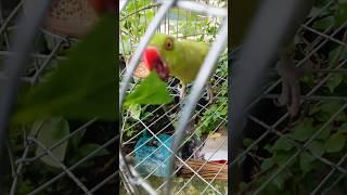 #wildanimals #parrot #animals #birds #talkingparrot #wildlife #newsongstatus #newvlog #trending#vlog