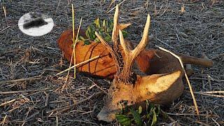 Roebuck hunting during the rut time - 600g gold medal roebuck down!