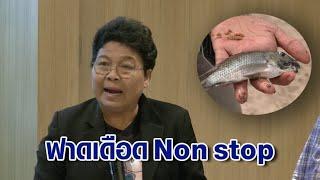ปธ.สภาผู้บริโภค ฟาดเดือด! 'ปลาหมอคางดำ' ระบาด อธิบดีประมงต้องรับผิดชอบ ชดเชยให้เกษตรกร