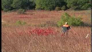 Wingshooting Putting More Birds in Your Bag by Sunrise Productions DVD preview