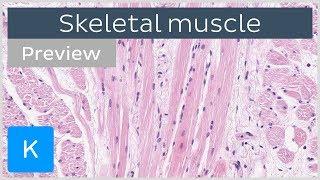 Skeletal muscle: tissue and structure (preview)  - Human Histology | Kenhub