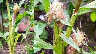 Growing Sweet Corn In Containers - A Complete Guide To Grow Corn