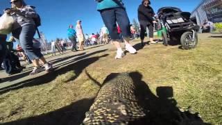 LizardCAM from Brad's World of Reptiles at the Alaska State Fair