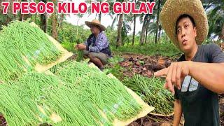 Nakakalongkot na balita 7 pesos Lang  kilo ng Sitaw kuha sa bagsakan ng gulay...over supply