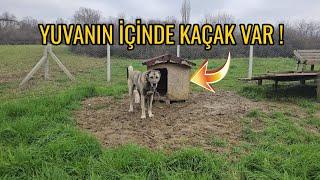 YENİ YAVRU KÖPEĞİM PANZERİN BESLENME VE VİTAMİN TAKVİYE GÜNLÜĞÜ ! - BAHÇEDE KAÇAK VAR !