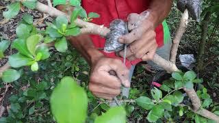 Cangkok Sianci ( Cherry Barbados ) dan Ulmus Parvifolia Untuk Budidaya Bahan Bonsai