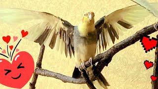 #MaleCockatielBehavior. Male Cockatiel calling Female. Parrot peekaboo mirror #Корелла #ПениеКорелла