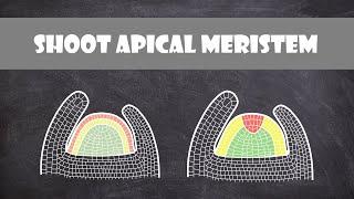 Shoot Apical Meristem Structure | Plant Biology