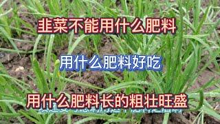 種植韭菜什麼肥不能用？用什麼肥長的粗壯旺盛？用什麼肥韭菜好吃口感好