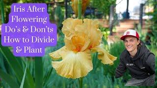 IRIS after Flowering Do's & Don'ts - How to Divide & Replant - Bearded Iris germanica