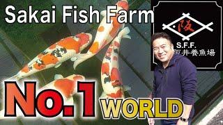 【English Sub】Vlog at the BEST Koi Farm in the world #SakaiFishFarm #SFF #NISHIKIGOI