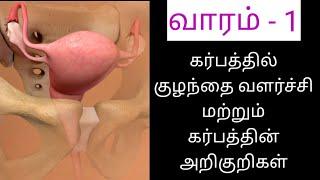 Week 1 pregnancy baby development and pregnancy symptoms in tamil | Week 1 pregnancy symptoms