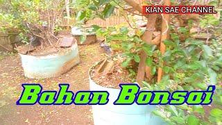 Kumpulan Bahan Bonsai