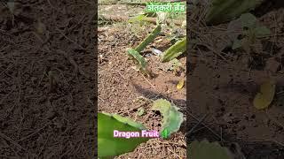 Dragon Fruit #trending #viralvideo #video #vlog #love #farming #share #song #shorts #youtubeshorts