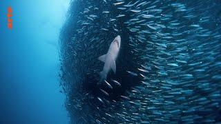 Les Prédateurs Marins | Documentaire entier