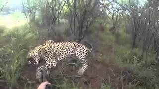 نمر يهاجم صياد ويقتله في الوقت المناسب Tiger attacked and killed by a hunter in a timely manner