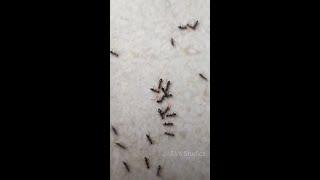 Ants Tasting Blood - UNSEEN