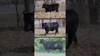 ️ ANGUS: La Raza Bovina que Conquista el Mundo