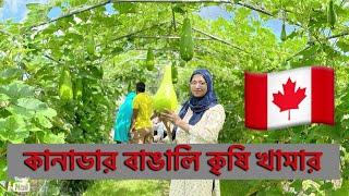 Bangladeshi agricultural farms in Canada, Quebec province at Mirabel. বাংলাদেশী কৃষি খামার কানাডাতে