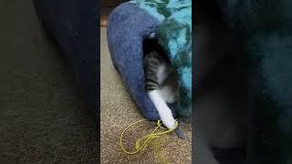 フェルトのキャットハウスで遊ぶ仔猫　Kitten playing in felt cat house. 20221010