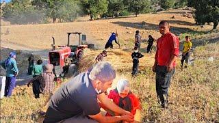 The most motherly companionship: How a nomadic family harvests wheat with the help of relatives.