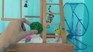 Parrotlet and Budgie Playing With Toys