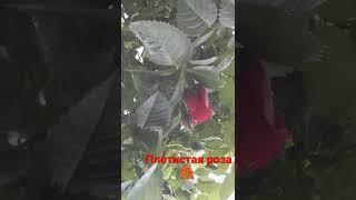  Плетистая роза 