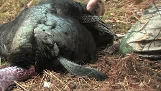 Trophy long beard gets "CZAPP'ED" in Pennsylvania