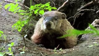 True Facts About the Groundhog