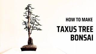 How to make Taxus Bonsai