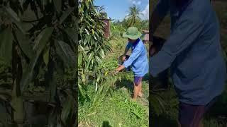 Cây sầu riêng bị ngộ độc hữu cơ và giải pháp | Phần 1 #bmfe #saurieng