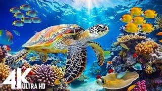 [NEW] 11HR Stunning 4K Underwater Wonder • Rare, Coral Reef, Beautiful Ocean Views & Relaxing Sounds